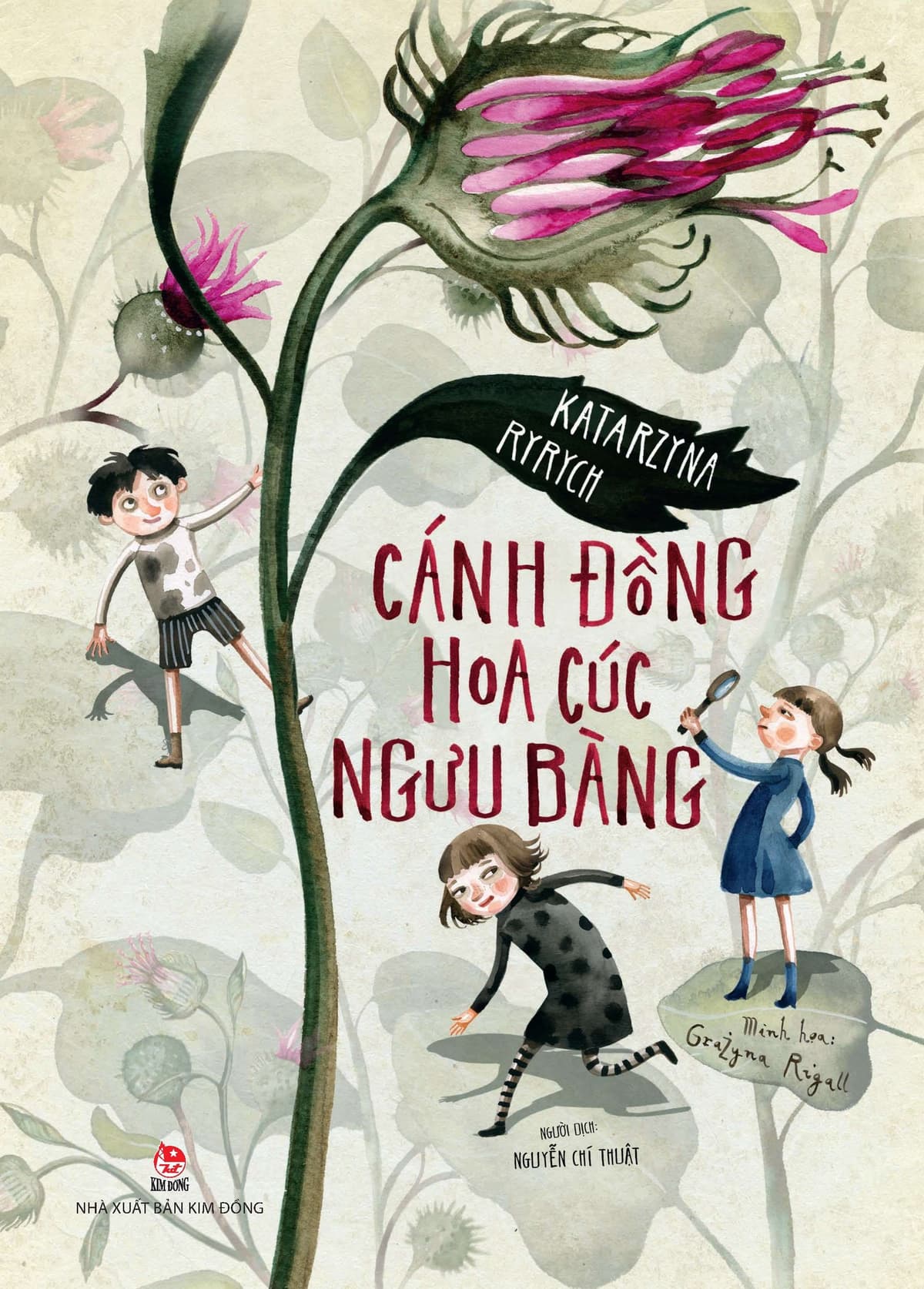 Cánh Đồng Hoa Cúc Ngưu Bàng - Kim Cúc