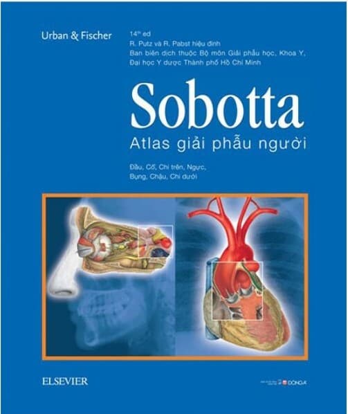 Sobotta Atlas giải phẫu người - Johannes Sobotta
