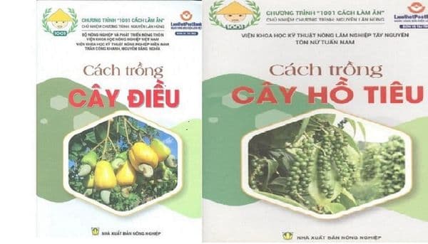 Combo cách Trồng Cây Hồ Tiêu - Cách Trồng cây Điều