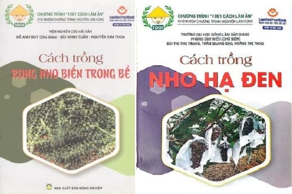 Combo Cách Trồng Nho Hạ Đen - Cách Trồng Rong Nho Biển Trong Bể