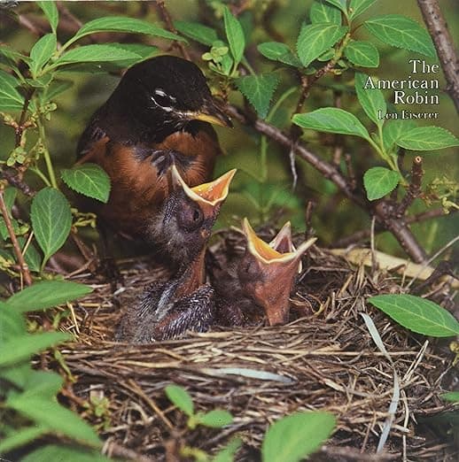 The American Robin: A Backyard Institution - Len Eiserer