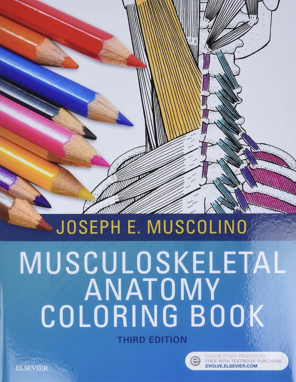Musculoskeletal Anatomy Coloring Book - Joseph E. Muscolino DC