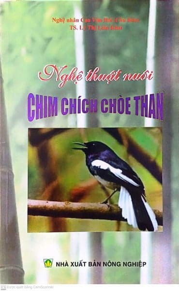 Nghệ Thuật Nuôi Chim Chích Chòe Than - 