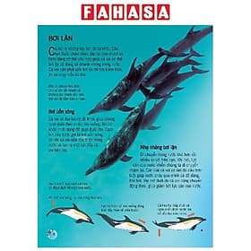 Sách Bách Khoa Tri Thức Về Khám Phá Thế Giới Cho Trẻ Em - Cá Voi Và Cá Heo - Bách Khoa