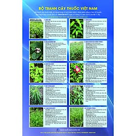 Bộ tranh Cây thuốc mẫu (Theo QĐ 4664/QĐ-BYT)