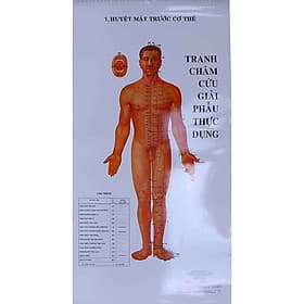 Tranh Châm Cứu Giải Phẫu Thực Dụng - Văn