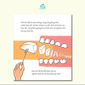 Chuyện Những Chiếc Răng