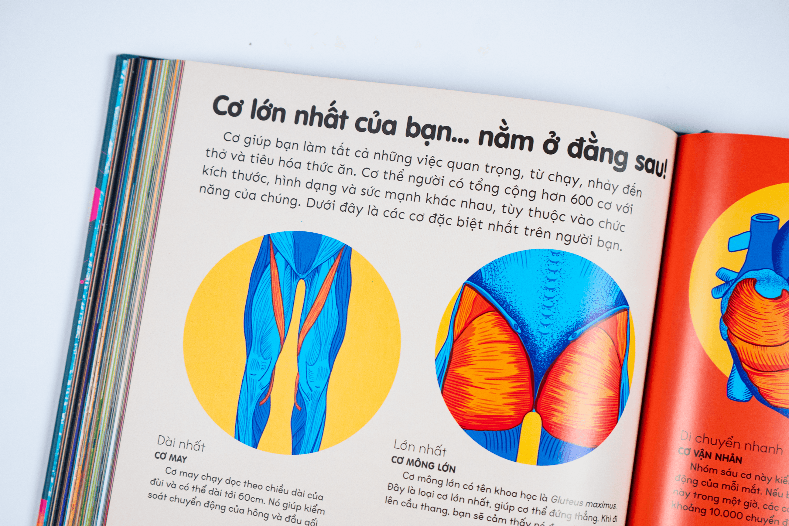 Sách Britannica's Encyclopedia Infographica - Bách khoa thư bằng đồ họa - ảnh 4