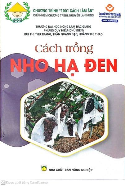 Cách Trồng Nho Hạ Đen - Hạ