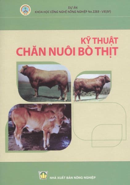 Kỹ Thuật Chăn Nuôi Bò Thịt - Ume Chan